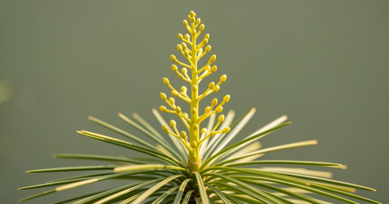 Palm in Bloom: Cut or Keep? Expert Advice for May 2026