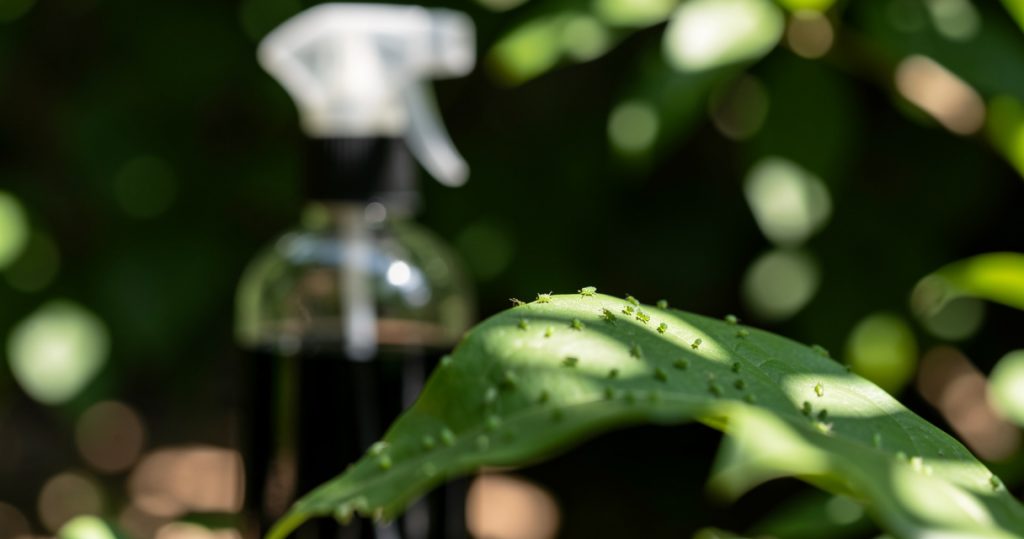 Black Soap Against Aphids: The 3-5% Mix That Works