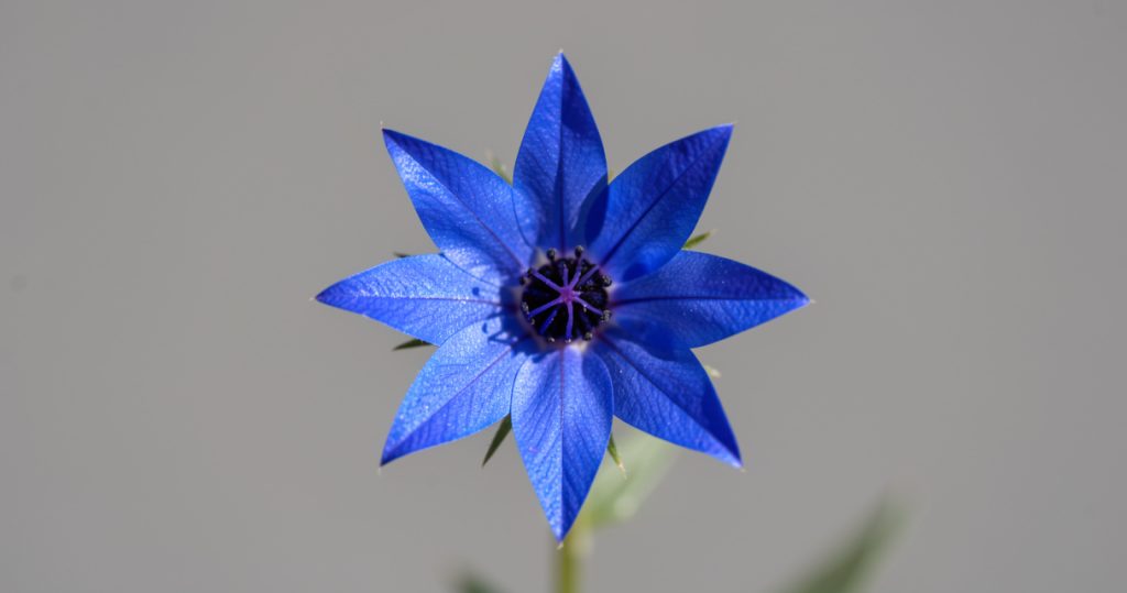 How to Grow, Harvest, and Cook Borage Flowers Safely