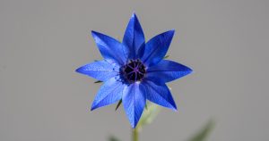 How to Grow, Harvest, and Cook Borage Flowers Safely