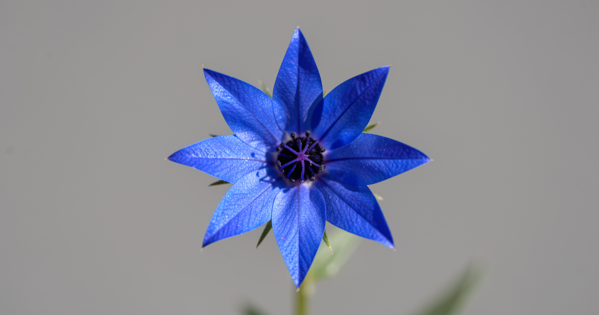 How to Grow, Harvest, and Cook Borage Flowers Safely