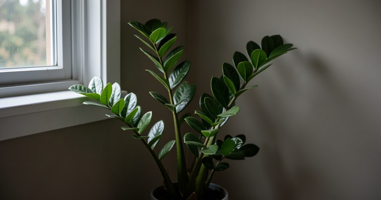 19 Low Light Plants That Will Survive (and Thrive) in Your Darkest Room