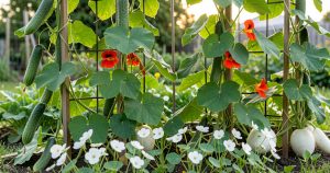 11 Best Companion Plants for Cucumbers – Boost Yield & Repel Pests