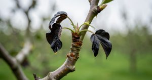 Pear Tree Fire Blight: Spot It Before It Spreads